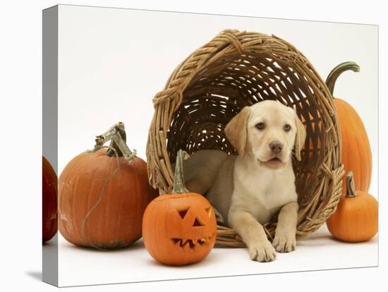 Yellow Labrador Retriever Pup Lying in Wicker Basket and Pumpkins at Halloween-Jane Burton-Premier Image Canvas