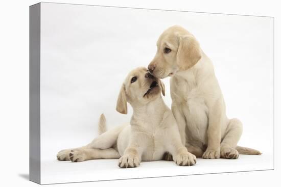 Yellow Labrador Retriever Puppies, 10 Weeks, Touching Noses-Mark Taylor-Premier Image Canvas