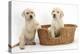 Yellow Labrador Retriever Puppies, 7 Weeks, in a Wicker Dog Basket-Mark Taylor-Premier Image Canvas