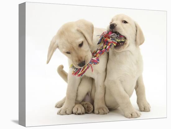 Yellow Labrador Retriever Puppies, 9 Weeks, Playing with a Ragger Toy-Mark Taylor-Premier Image Canvas