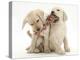 Yellow Labrador Retriever Puppies, 9 Weeks, Playing with a Ragger Toy-Mark Taylor-Premier Image Canvas