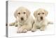 Yellow Labrador Retriever Puppies, 9 Weeks-Mark Taylor-Premier Image Canvas