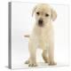 Yellow Labrador Retriever Puppy, 7 Weeks-Mark Taylor-Premier Image Canvas