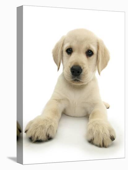 Yellow Labrador Retriever Puppy, 8 Weeks, Lying with Head Up-Mark Taylor-Premier Image Canvas