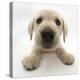 Yellow Labrador Retriever Puppy, 8 Weeks Old, Lying with Head Up-Mark Taylor-Premier Image Canvas