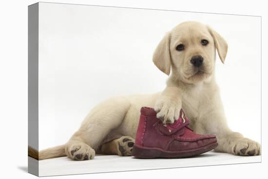 Yellow Labrador Retriever Puppy, 8 Weeks, with a Child's Shoe-Mark Taylor-Premier Image Canvas