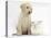 Yellow Labrador Retriever Puppy, 8 Weeks, with White Rabbit-Mark Taylor-Premier Image Canvas