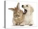 Yellow Labrador Retriever Puppy, 8 Weeks, Yawning in Lionhead Cross Rabbit's Ear-Mark Taylor-Premier Image Canvas