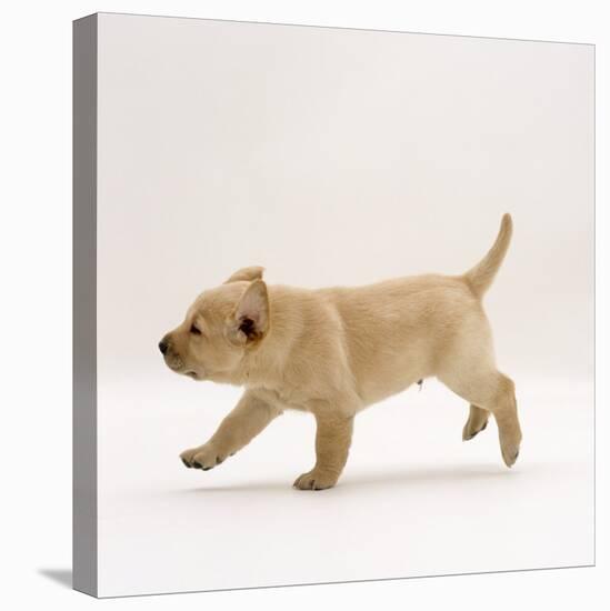 Yellow Labrador Retriever Puppy Running, 5 Weeks Old-Jane Burton-Premier Image Canvas