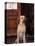 Yellow Labrador Retriever Sitting in Front of a Door-Adriano Bacchella-Premier Image Canvas