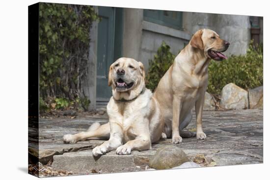 Yellow Labrador Retrievers sitting on rock patio-Zandria Muench Beraldo-Premier Image Canvas