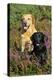 Yellow Labrador Sitting Behind Black Labrador-null-Premier Image Canvas