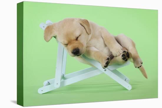 Yellow Labrdaor Puppy Lying in Deckchair-null-Premier Image Canvas