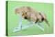 Yellow Labrdaor Puppy Lying in Deckchair-null-Premier Image Canvas