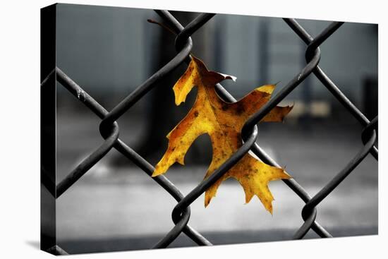 Yellow Leaf in Chain Link Fence-null-Stretched Canvas