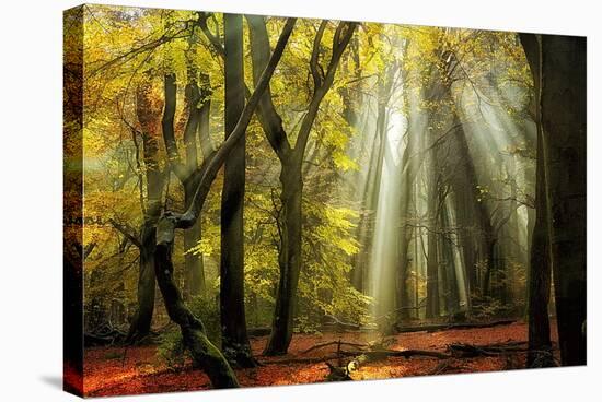 Yellow Leaves Rays-Lars Van de Goor-Stretched Canvas