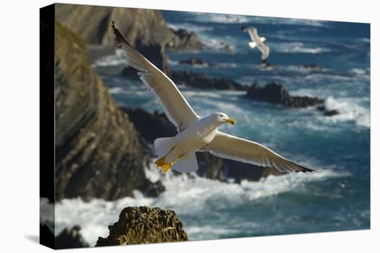 Yellow Legged Gull (Larus Michahellis) in Flight, Cabo Sard?o (Cape) Alentejo, Portugal-Quinta-Premier Image Canvas