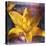 Yellow Lily and Text-Colin Anderson-Premier Image Canvas