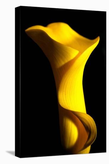 Yellow Lily-Tammy Putman-Premier Image Canvas