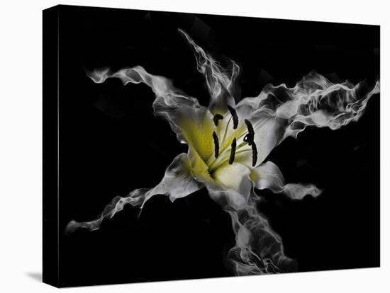 Yellow Lily-Lori Hutchison-Premier Image Canvas