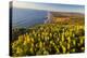 Yellow lupine above Point Reyes Beach. California, USA-Chuck Haney-Premier Image Canvas