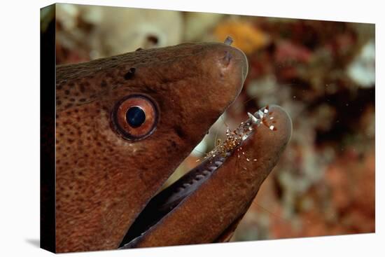 Yellow-Margined Moray (Gymnothorax Flavimarginatus) and Cleaner Shrimp Working around its Open Mout-Reinhard Dirscherl-Premier Image Canvas