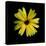 Yellow Marigold-Ike Leahy-Premier Image Canvas