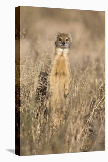 Yellow mongoose (Cynictis penicillata), Kgalagadi Transfrontier Park, South Africa, Africa-Ann and Steve Toon-Premier Image Canvas