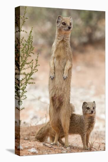 Yellow Mongoose (Cynictis Penicillata) Standing On Hind Legs With Young-Ann & Steve Toon-Premier Image Canvas