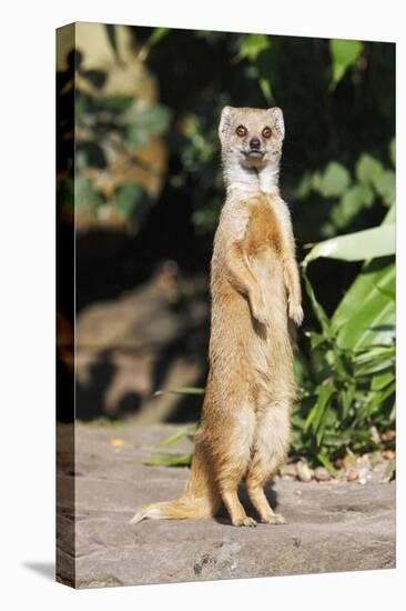 Yellow Mongoose Standing Alert on Back Legs-null-Premier Image Canvas