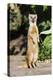 Yellow Mongoose Standing Alert on Back Legs-null-Premier Image Canvas