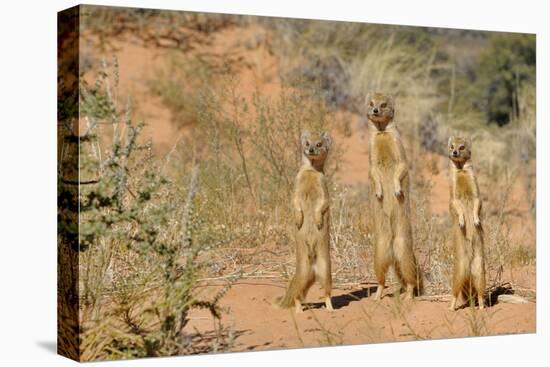 Yellow Mongooses (Cynictis Penicillata) Standing Alert, Kgalagadi National Park, South Africa-Dave Watts-Premier Image Canvas