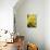 Yellow Moon Orchid-Jim Engelbrecht-Premier Image Canvas displayed on a wall