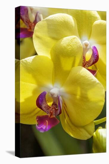 Yellow Moon Orchid-Jim Engelbrecht-Premier Image Canvas