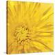 Yellow Mum 3-Jenny Kraft-Stretched Canvas