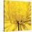 Yellow Mum 4-Jenny Kraft-Stretched Canvas