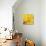Yellow Mum II-Jenny Kraft-Stretched Canvas displayed on a wall