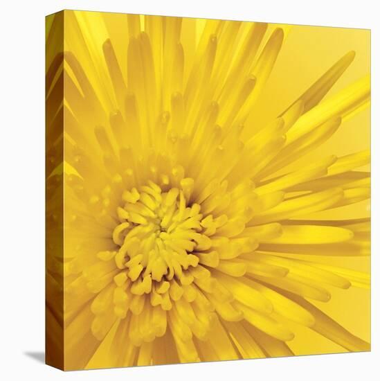 Yellow Mum III-Jenny Kraft-Stretched Canvas