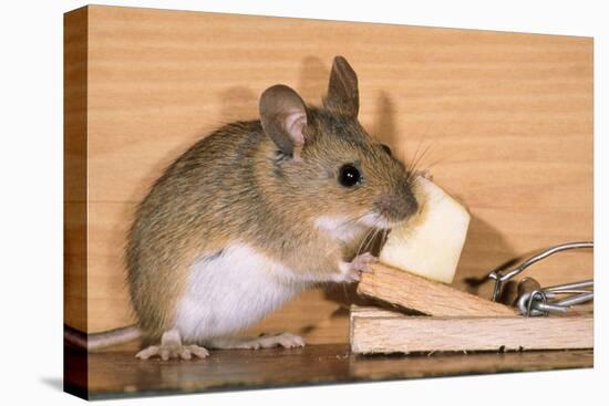 Yellow-Necked Mouse at Mousetrap-null-Premier Image Canvas