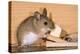Yellow-Necked Mouse at Mousetrap-null-Premier Image Canvas