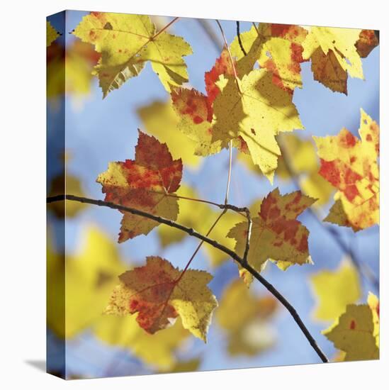 Yellow Oak Leaves-Ken Bremer-Stretched Canvas