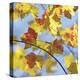 Yellow Oak Leaves-Ken Bremer-Stretched Canvas