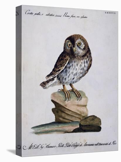 Yellow Owl, 19th Century-null-Premier Image Canvas