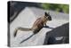 Yellow-Pine Chipmunk on a Rock-randimal-Premier Image Canvas