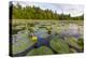 Yellow Pond Lilies Fill a Beaver Pond in Epping, New Hampshire-Jerry and Marcy Monkman-Premier Image Canvas