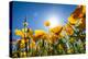 Yellow Poppies in A Texas Vineyard-Dean Fikar-Premier Image Canvas