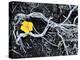 Yellow Poppy, Kamchatka, Russia-Daisy Gilardini-Premier Image Canvas