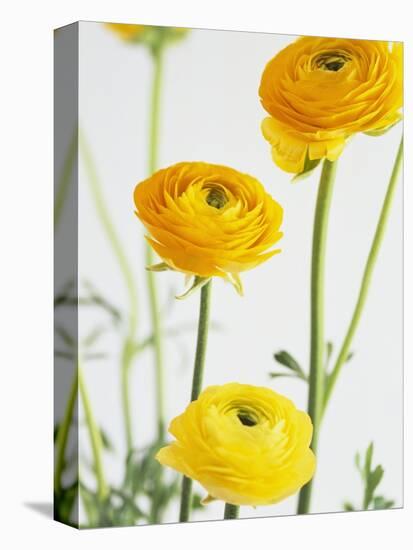 Yellow Ranunculus-Michelle Garrett-Premier Image Canvas