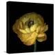 Yellow Ranunculus-Magda Indigo-Stretched Canvas