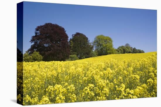 Yellow Rape Fields, Canola Fields, Wiltshire, England Against a Blue Sky-David Clapp-Premier Image Canvas